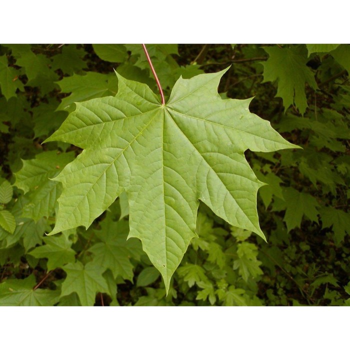 Клён остролистный, саженец 10–50 см, горшок С5, Лето 2026, «ПОИСК»