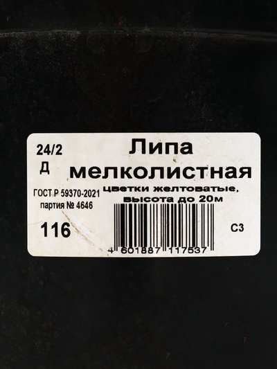 Липа мелколистная, саженец 60–90 см, горшок С3, Лето 2026, «ПОИСК»