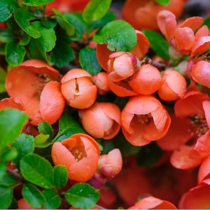 Айва хеномелес великолепная «Боуль де фё», саженец 10–50 см, горшок С2, Лето 2026, «ПОИСК»