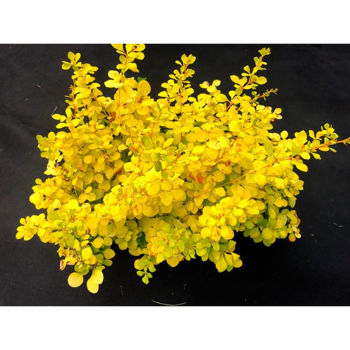 Барбарис тунберга ауреа фото и описание кустарника Барбарис тунберга ауреа фото и описание кустарника