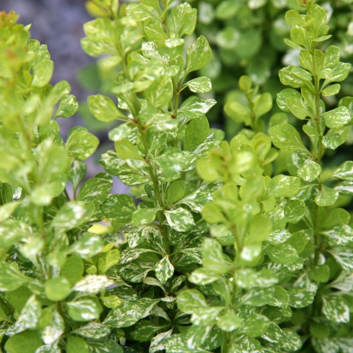 Саженец Барбарис Тунберга Пау Вау, С2 горшок, Н10-50 высота, 1 шт.