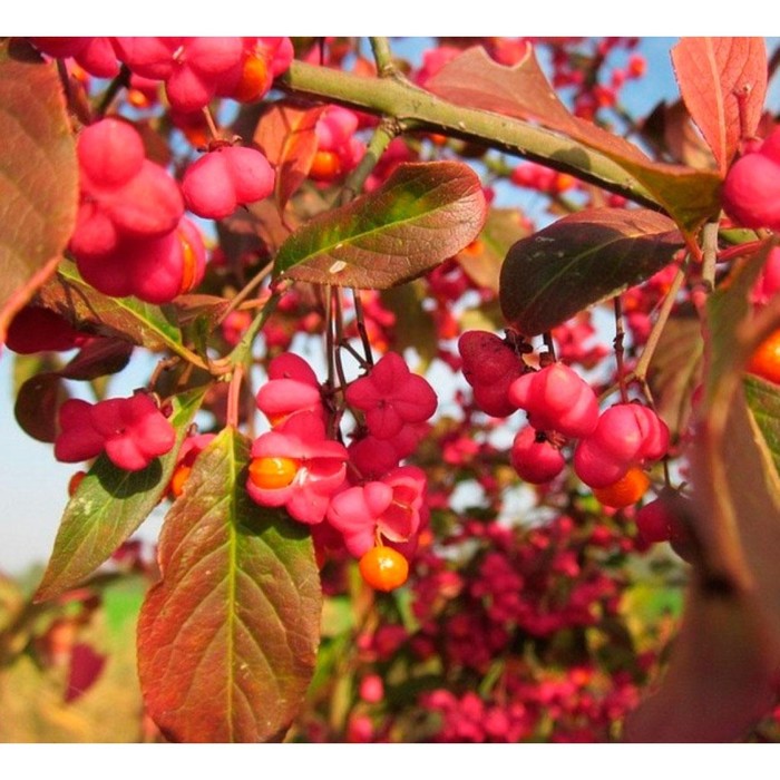 Саженец Бересклет европейский, С2 горшок, Н10-50 высота, 1 шт.