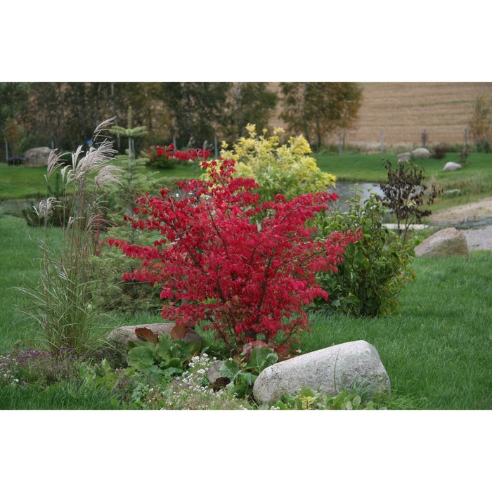 Саженец Бересклет крылатый, С2 горшок, Н30-40 высота, 1 шт.