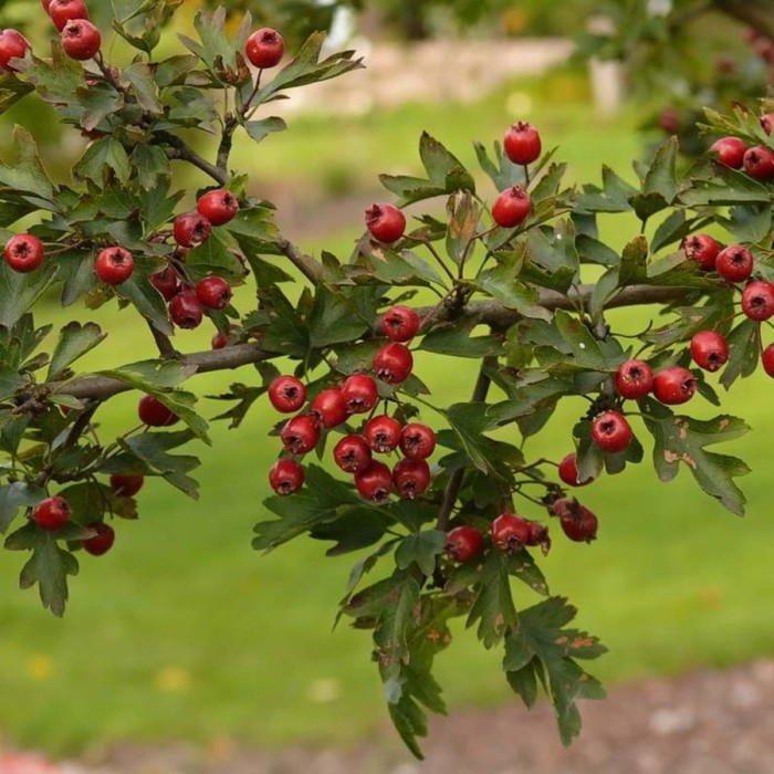 Саженец Боярышник однопестичный, С2 горшок, Н10-50 высота, 1 шт.