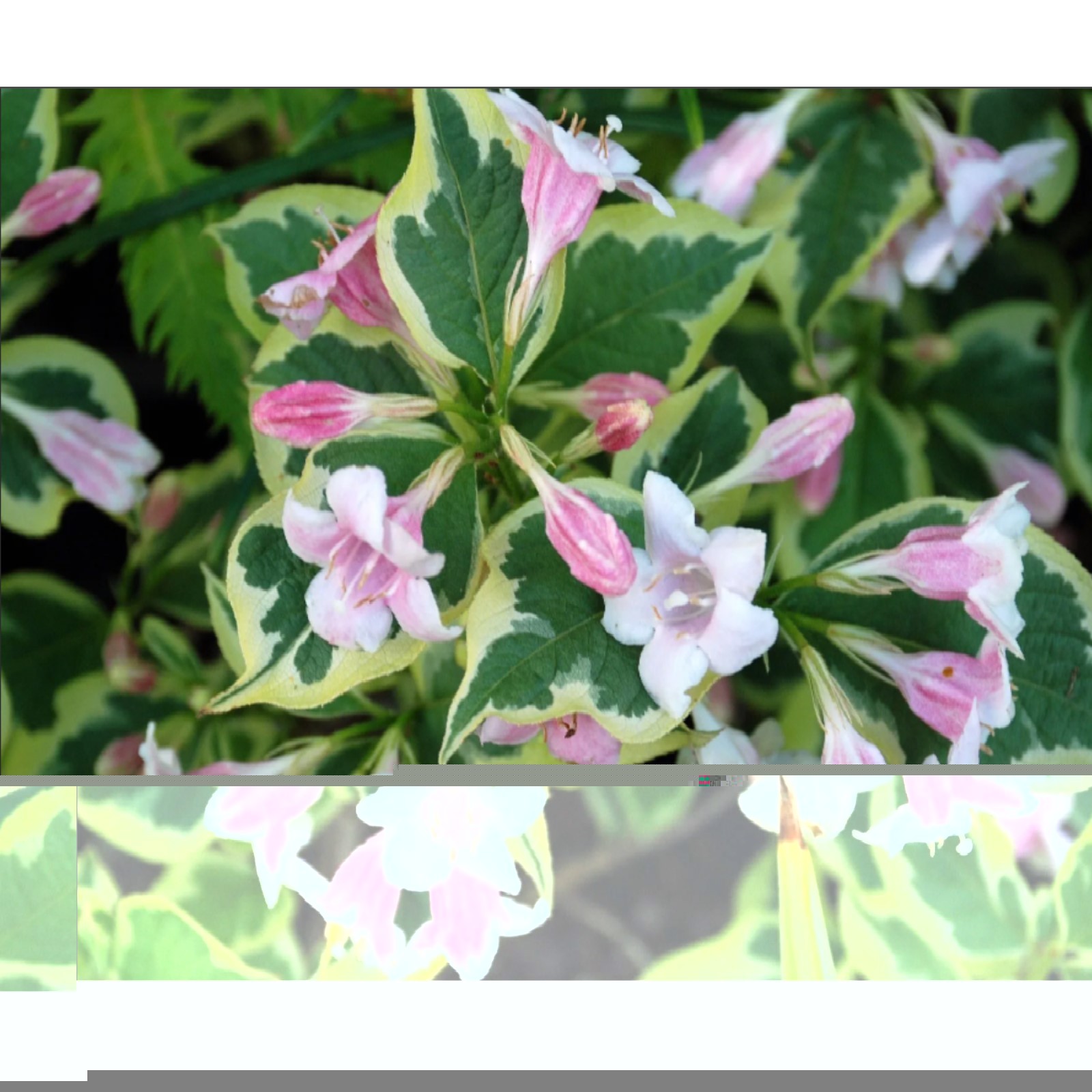 Вейгела цветущая Вариегата, С2 горшок, Н10-50 высота, 1 шт, Осень 2023 ...