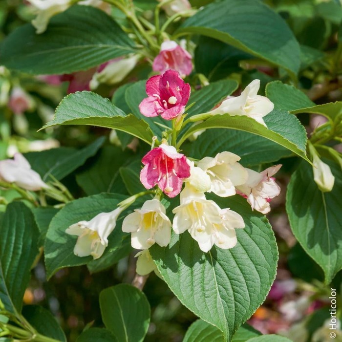 Roses du jardin Chêneland: Weigela "Carnaval" Garden design, Jardin, Carnaval