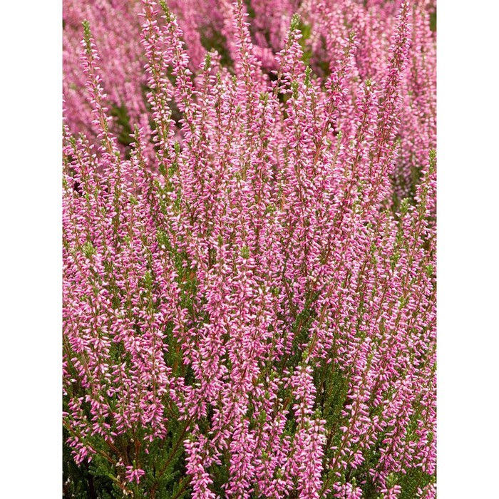 Саженец Вереск обыкновенный Марлис, С1.5 горшок, Н10-50 высота, 1 шт.