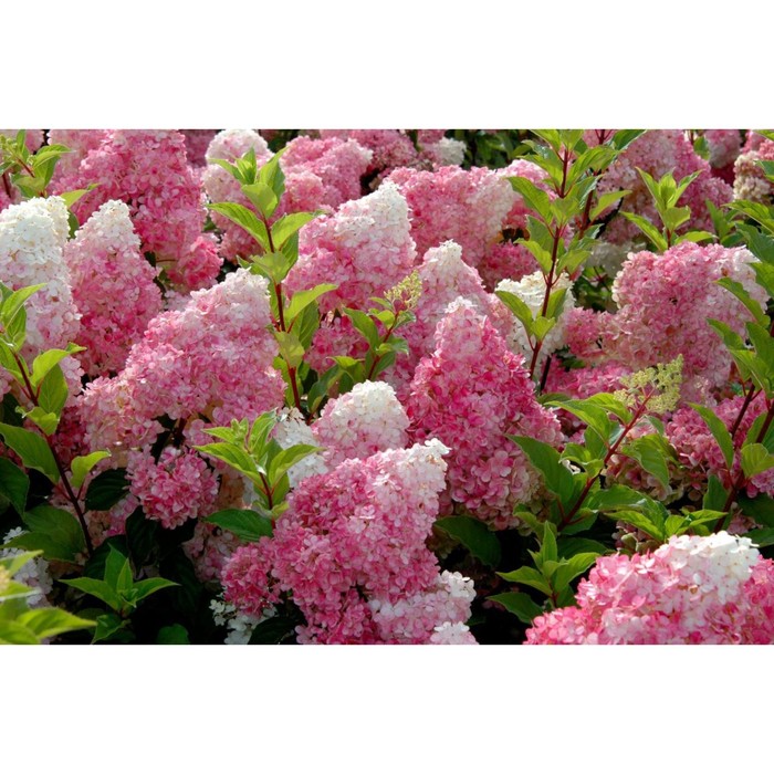 Гортензия ванила лайт описание и фото отзывы Гортензия ванила лайт описание и фото отзывы