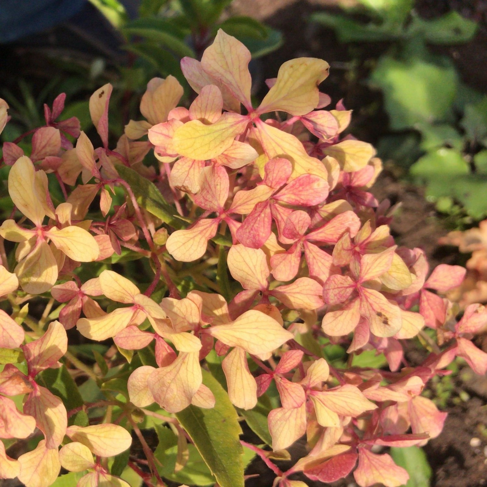 Гортензия метельчатая Perle de Festival в Екатеринбурге