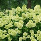 Саженец Гортензия метельчатая Литл Лайм, С3 горшок, Н10-50 высота, 1 шт. 9072384 - фото 5176351
