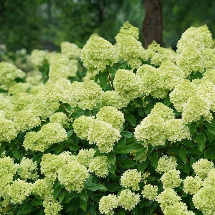 Саженец метельчатой гортензии 'Литтл Лайм Джейн'/Hydrangea paniculata LITTLE LIM