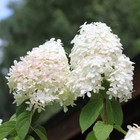 Саженец Гортензия метельчатая Литтл Блоссом, С3 горшок, Н10-50 высота, 1 шт. 9072385 - фото 5176352