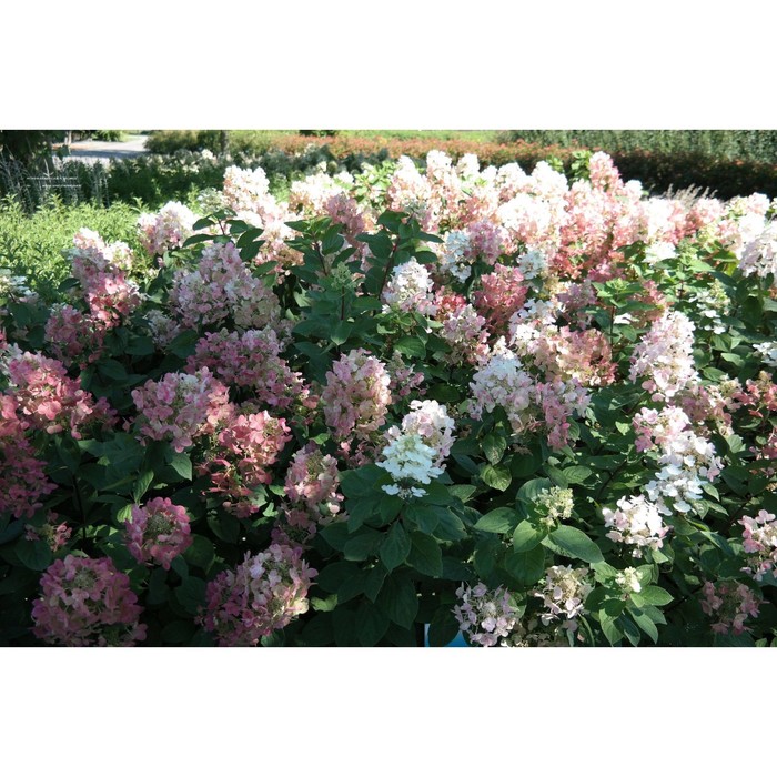 Саженец Гортензия метельчатая Пастель Грин, С3 горшок, Н10-50 высота, 1 шт.