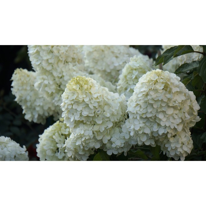 Саженцы Гортензия метельчатая Полярный Медведь купить в Москве и РФ. Описание со