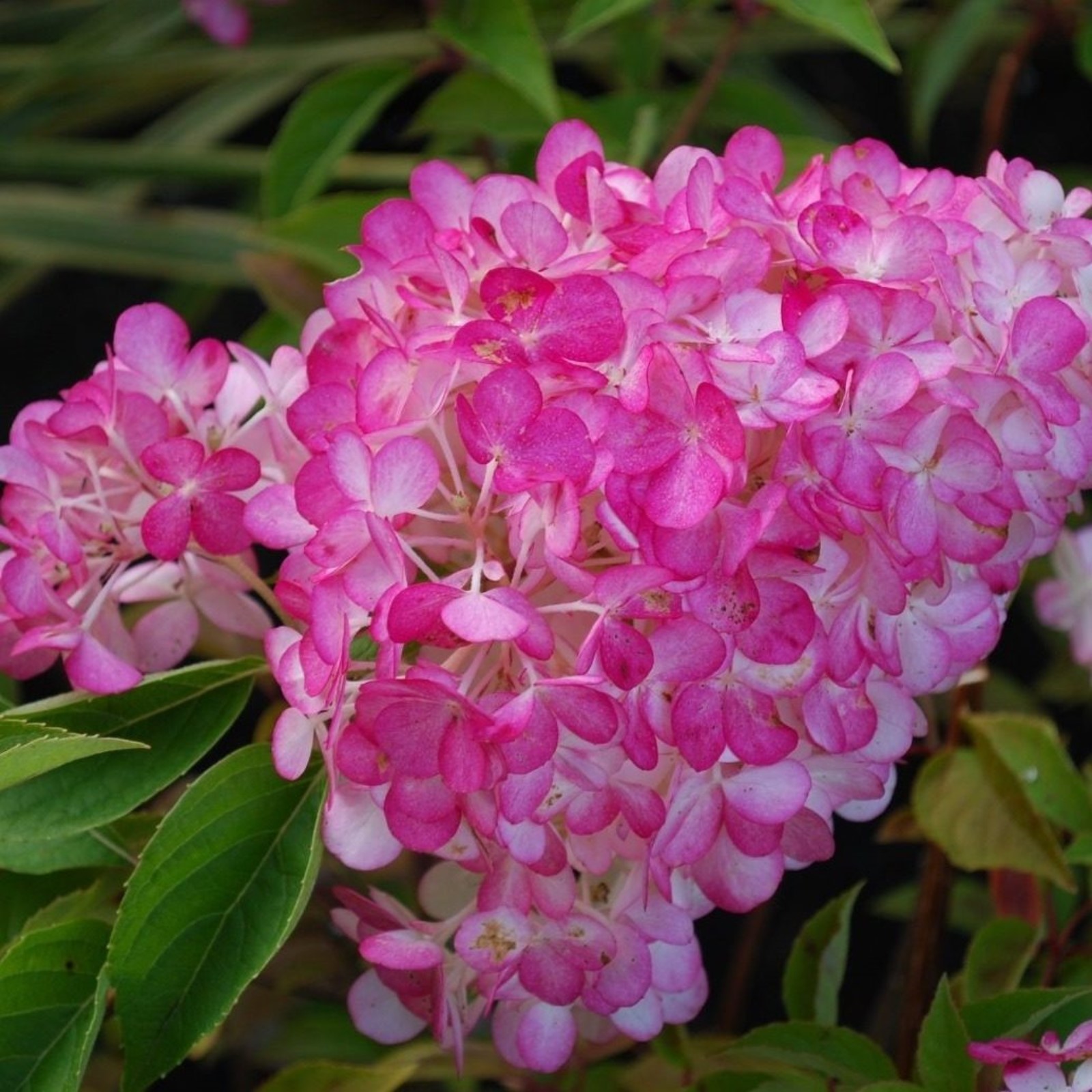 Гортензия сандей фрайз фото и описание сорта Гортензия сандей фрайз фото и описание сорта