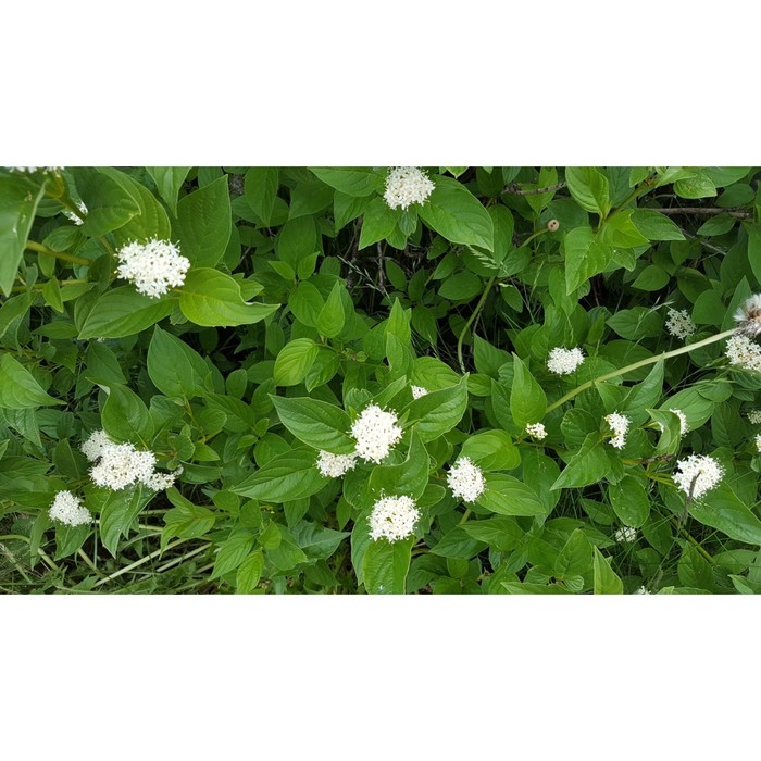 Саженец Дерен отпрысковый Флавирамея, С2 горшок, Н10-50 высота, 1 шт.