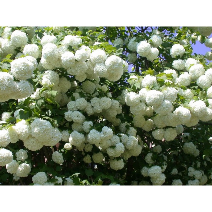 Калина декоративная Бульденеж