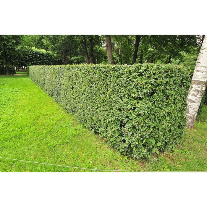 Кизильник блестящий, саженец 10–50 см, горшок С2, 1 шт., Лето 2026, «ПОИСК»