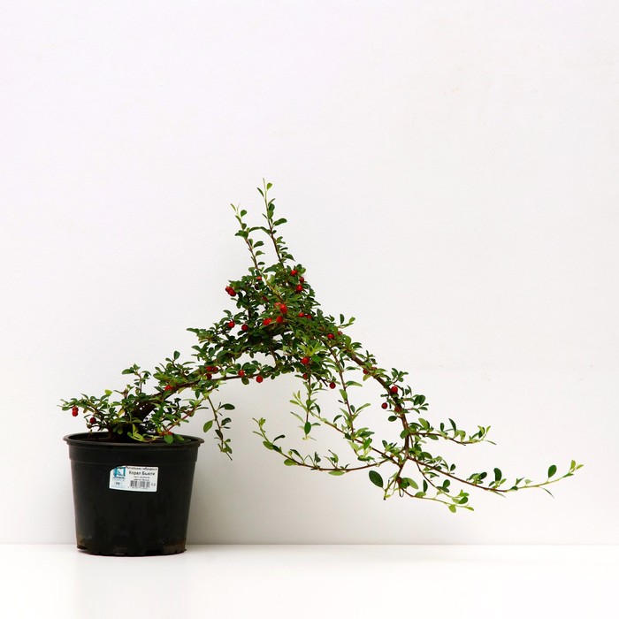 Кизильник гибридный «Корал Бьюти», саженец 10–50 см, горшок С2, 1 шт., Лето 2026, «ПОИСК»