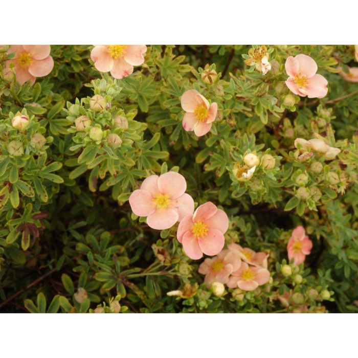 Саженец Лапчатка кустарниковая Гламур Гёрл, С3 горшок, Н10-50 высота, 1 шт.