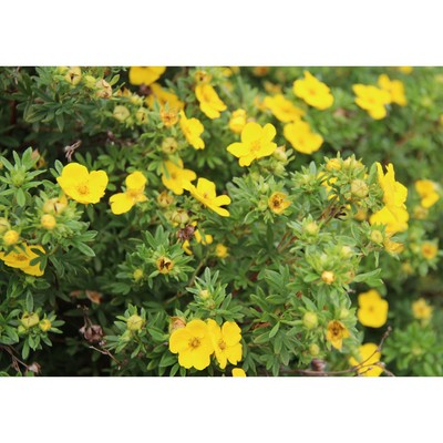 Лапчатка кустарниковая «Голдфингер», саженец 10–50 см, горшок С2, 1 шт., Лето 2026, «ПОИСК»