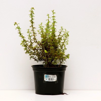 Лапчатка кустарниковая «Дейдаун», саженец 10–50 см, горшок С2, 1 шт., Лето 2026, «ПОИСК»