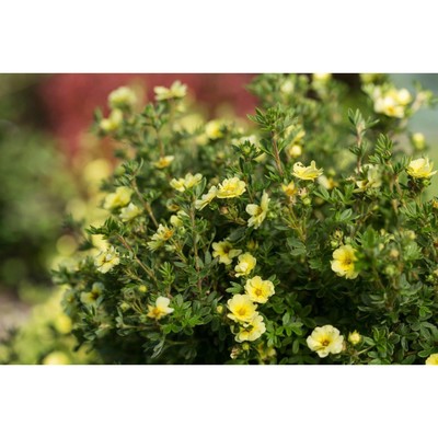 Лапчатка кустарниковая «Лемон Меренга», саженец 10–50 см, горшок С3, 1 шт., Лето 2026, «ПОИСК»