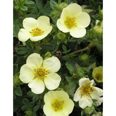 Лапчатка кустарниковая «Примроуз Бьюти», саженец 10–50 см, горшок С2, 1 шт., Лето 2026, «ПОИСК»