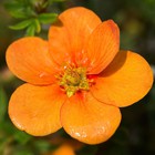 Лапчатка кустарниковая «Тэнджерин», саженец 10–50 см, горшок С2, 1 шт., Лето 2026, «ПОИСК» - Фото 1