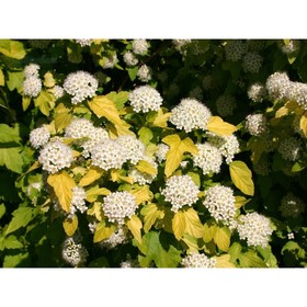 Пузыреплодник калинолистный «Дартс Голд», саженец 10–50 см, горшок С3, 1 шт., Лето 2026, «ПОИСК»