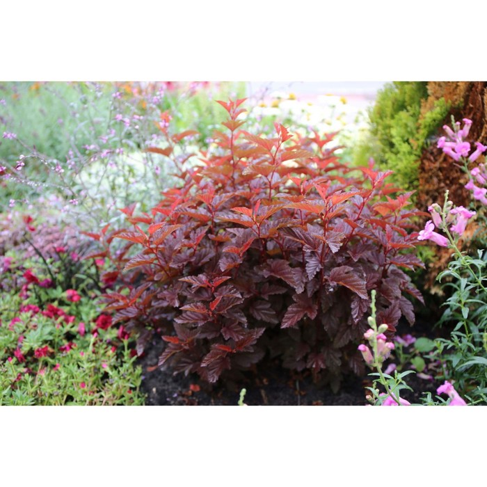 Саженец Пузыреплодник калинолистный Литтл Энжел, С3 горшок, Н10-50 высота, 1 шт.