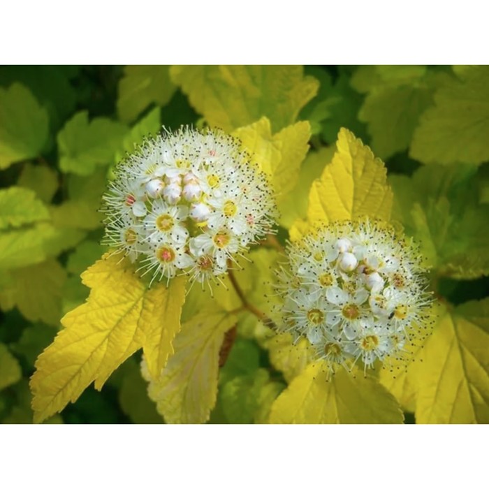 Пузыреплодник калинолистный «Лютеус», саженец 10–50 см, горшок С3, 1 шт., Лето 2026, «ПОИСК»