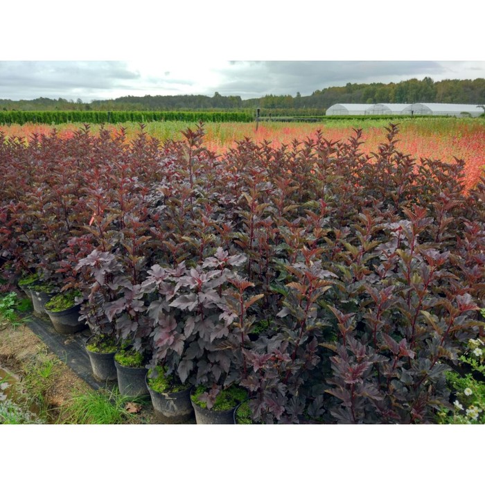 Саженец Пузыреплодник калинолистный Ред Барон, С3 горшок, Н10-50 высота, 1 шт.