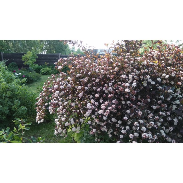 Саженец Пузыреплодник калинолистный Саммэ Вайн, С3 горшок, Н10-50 высота, 1 шт.