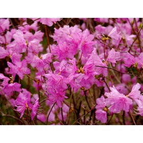 Саженец Рододендрон остроконечный, С3 горшок, Н10-50 высота, 1 шт. 9072476