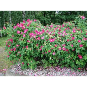 Роза морщинистая Рубра, С3 горшок, Н10-50 высота, 1 шт, Осень 2023