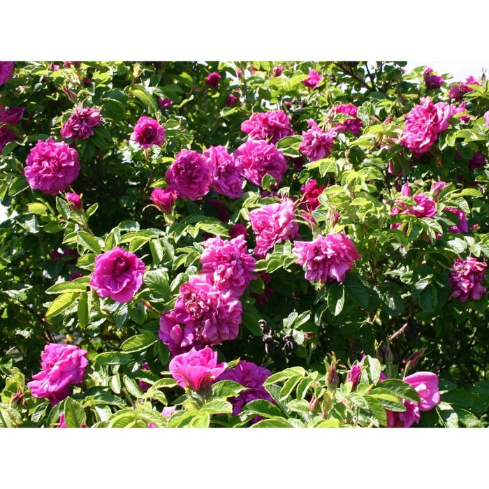 Декоративный шиповник фото Декоративный шиповник фото