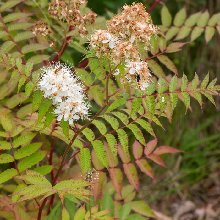 Саженец Рябинник рябинолистный Сэм, С3 горшок, Н10-50 высота, 1 шт.