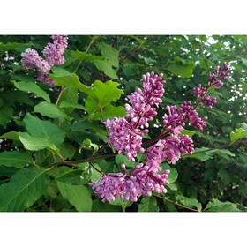 Сирень венгерская, саженец 10–50 см, горшок С3, 1 шт., Лето 2026, «ПОИСК»