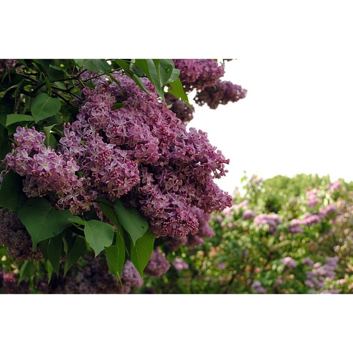 Саженец Сирень обыкновенная Олимпиада Колесникова, С3 горшок, Н10-50 высота, 1 шт.