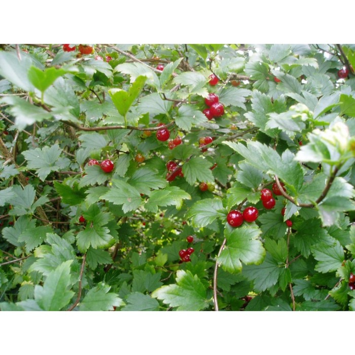 Смородина альпийская «Шмидт», саженец 40–60 см, горшок С2, 1 шт., Лето 2026, «ПОИСК»