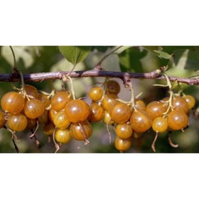 Смородина золотистая, саженец 40–60 см, горшок С2, 1 шт., Лето 2026, «ПОИСК»