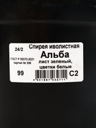 Саженец Спирея иволистная Альба, С2 горшок, Н10-50 высота, 1 шт. - Фото 2