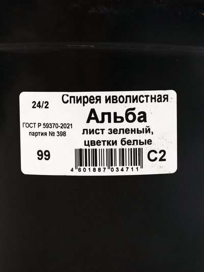 Спирея иволистная «Альба», саженец 10–50 см, горшок С2, 1 шт., Лето 2026, «ПОИСК»
