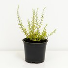 Саженец Спирея Аргута, С2 горшок, Н10-50 высота, 1 шт. 9072507 - фото 5176480