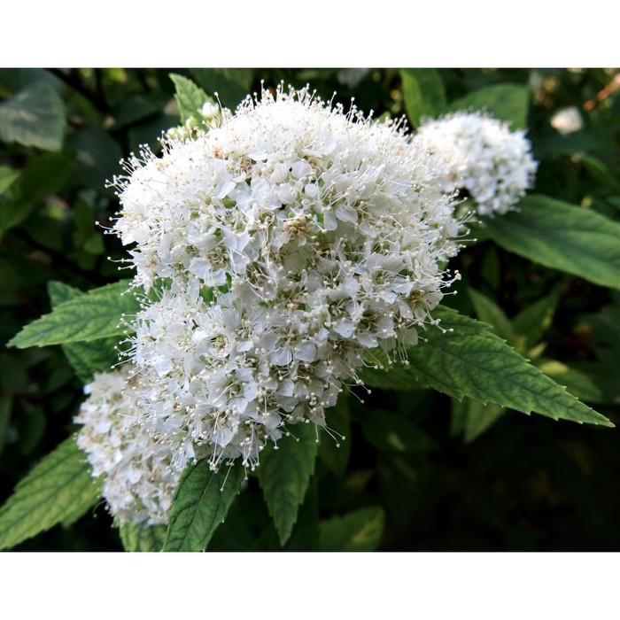 Саженец Спирея японская Альбифлора, С2 горшок, Н10-50 высота, 1 шт.