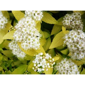Саженец Спирея японская Вайт Голд, С2 горшок, Н10-50 высота, 1 шт. 9072527