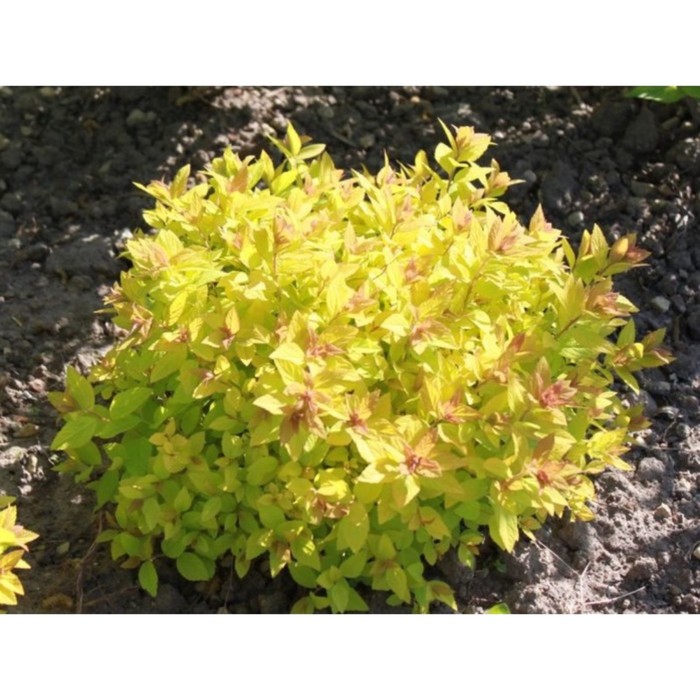 Саженец Спирея японская Голден Карпет, С2 горшок, Н10-50 высота, 1 шт.