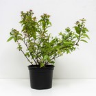 Саженец Спирея японская Кэндллайт, С2 горшок, Н10-50 высота, 1 шт. 9072536 - фото 5176505