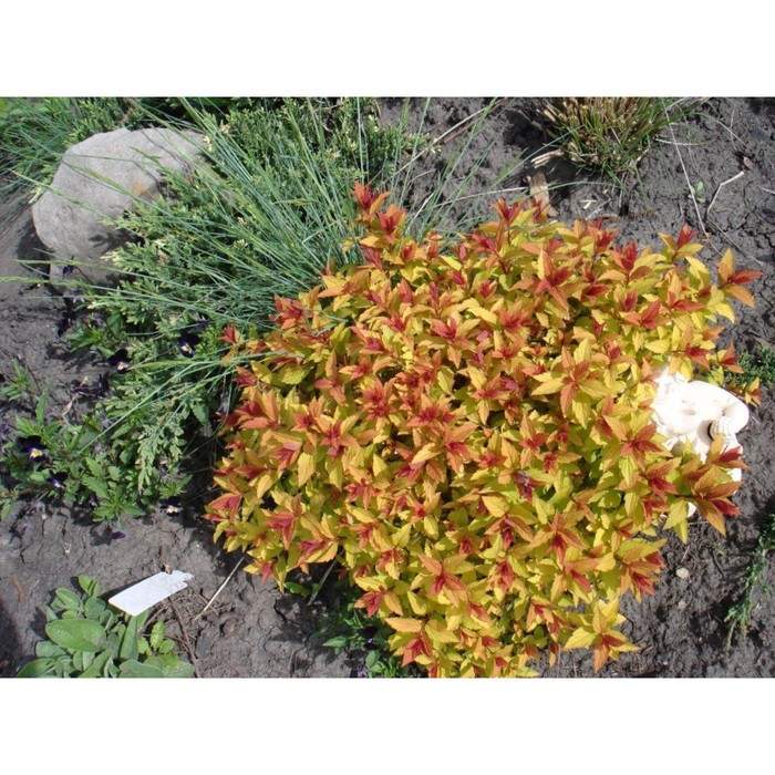 Саженец Спирея японская Мерло Голд, С2 горшок, Н10-50 высота, 1 шт., Лето 2025